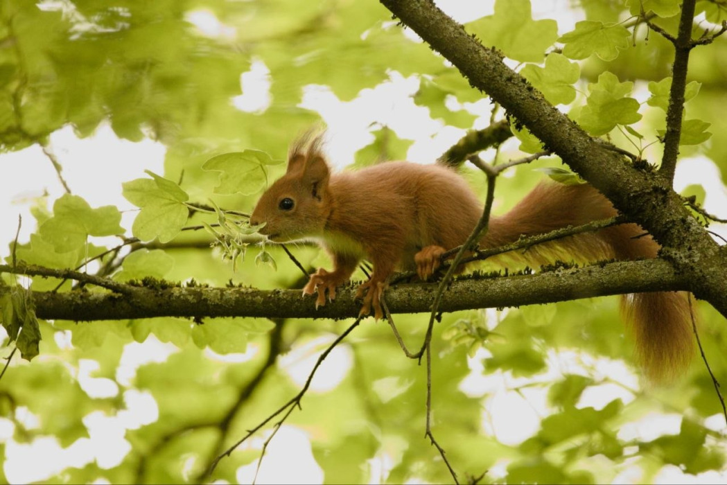 Eichhörnchen auf Feldahorn
